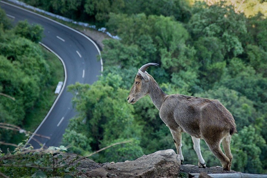 Valparai 