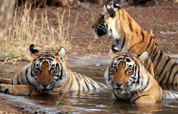 Mukunda Tiger reserve