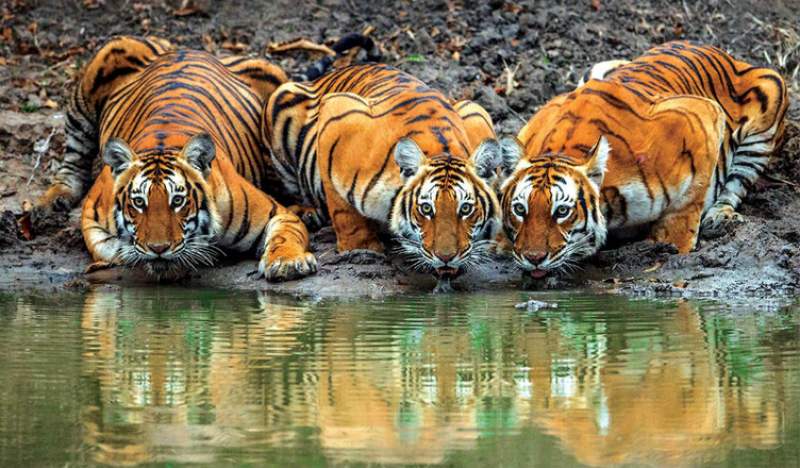 Bandipur 