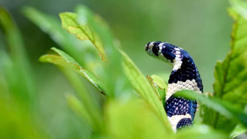 Agumbe 
