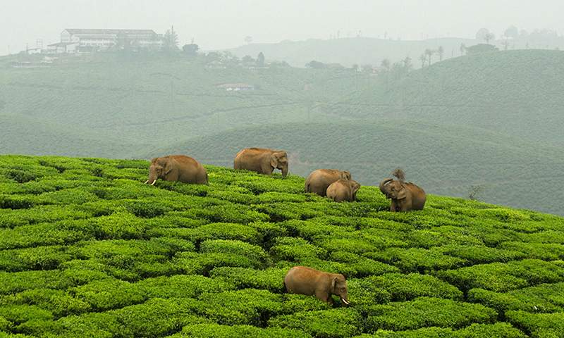 Best Bike Trips from Bangalore -Coonoor