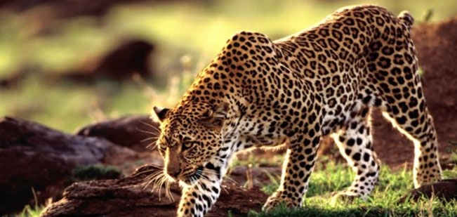 Darrah Wildlife Sanctuary