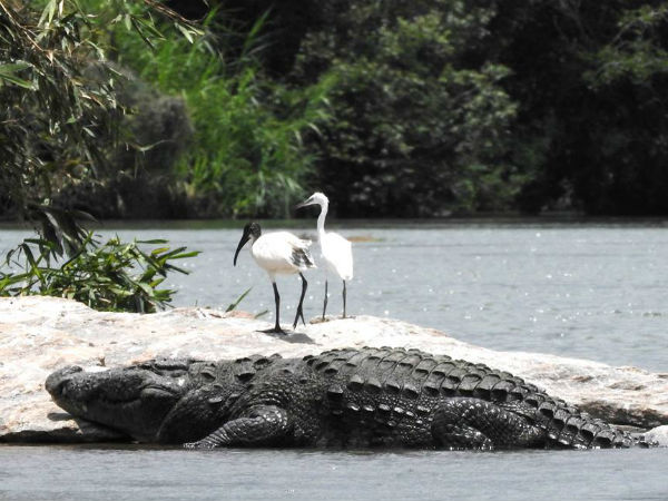 Ranganathittu Bird Sanctuary